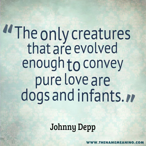 The Only Creatures That Are Evolved Enough To Convey Pure Love Are Dogs And Infants